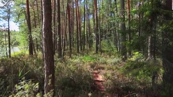 Forest Path National Park Finland Daytime — Stockvideo