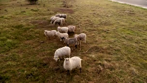 Aerial Flying Backwars Away Curious Grass Grazing Flock Sheep — Vídeos de Stock