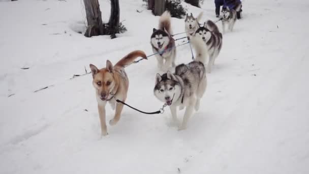 Mushing Sled Dogs Rush Camera Slow Motion — Stock video