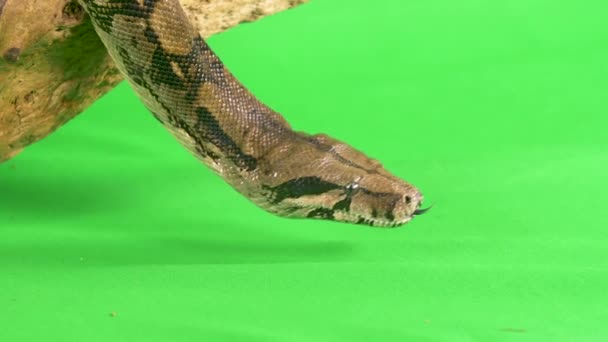 Close Profile View Python Snake Sticking Its Tongue Out Green — Stockvideo