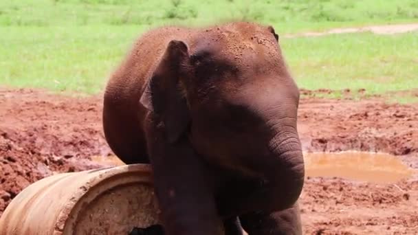 Крупный План Детёныша Слона Трящегося Бетонную Игрушку Замедленной Съемке — стоковое видео