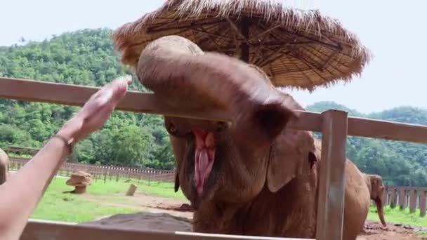 Hands Reaching Out Touch Elephant Trunk Slow Motion — Stock video