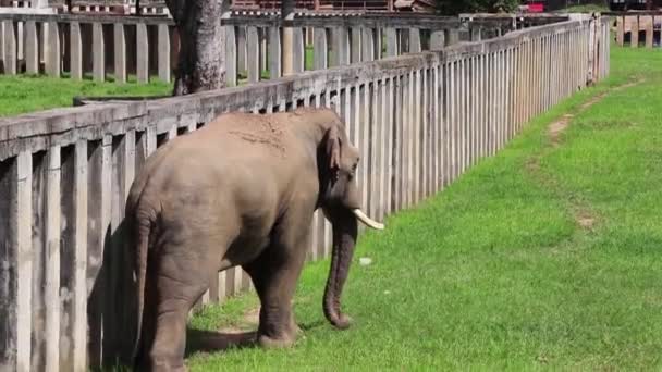 Elephant Walking Fence Middle Field — Vídeos de Stock