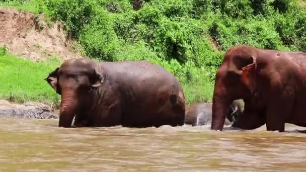 Elephant Walking Slowly Others Muddy River Slow Motion — Vídeos de Stock