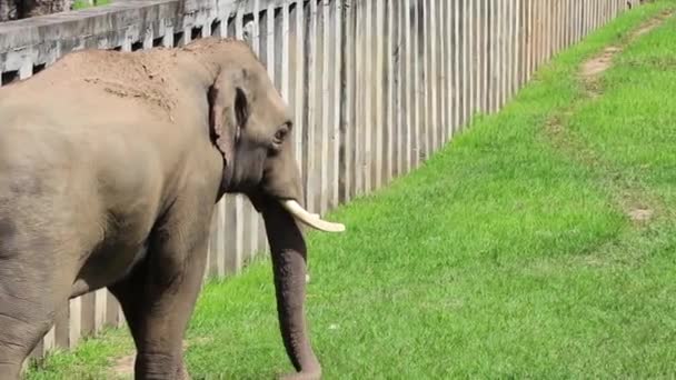 Слон Идущий Рядом Забором Замедленной Съемке — стоковое видео