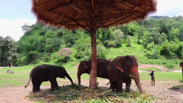 Elephants Standing Grass Hut Eating Next Each Other Slow Motion — Vídeo de Stock