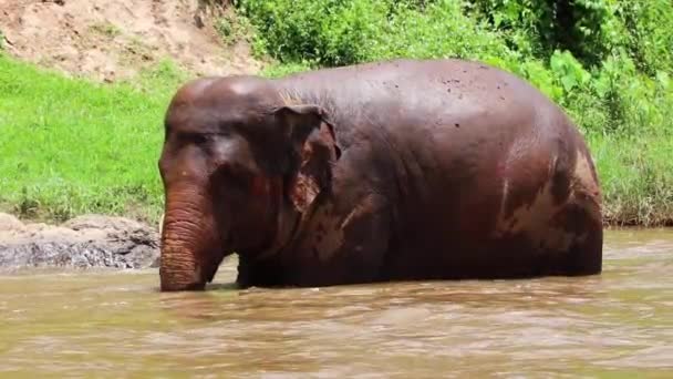 Слон Стоящий Реке Замедленной Съемке — стоковое видео