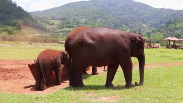 Elephants Rubbing Concrete Pillars Field — Stok video