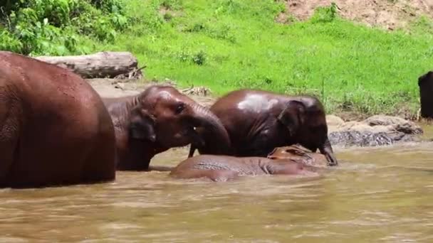 Οικογένεια Ελεφάντων Κυλιούνται Και Παίζουν Στο Νερό — Αρχείο Βίντεο