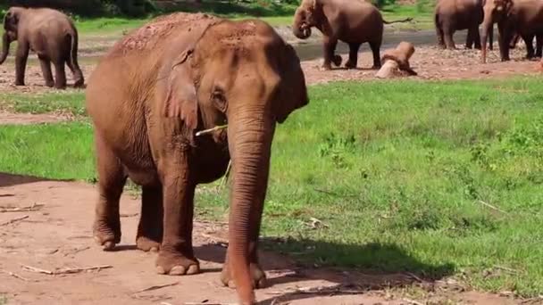 Elephant Walking Path Camera Others Background — Stockvideo