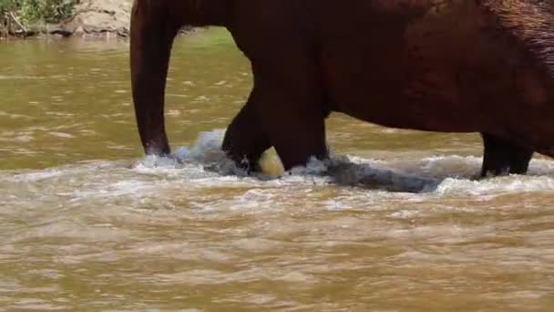 Elephant Feet Walking River Slow Motion — Stockvideo