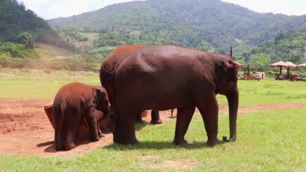 Elephants Rubbing Concrete Pillars Field Slow Motion — Vídeos de Stock