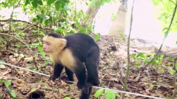 Άγριος Πίθηκος Καπουτσίνος Περπατά Κατά Μήκος Ενός Σχοινιού Στη Ζούγκλα — Αρχείο Βίντεο