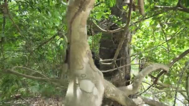 Capuchin Monkey Climbing Tree Manuel Antonio National Park Costa Rica — ストック動画