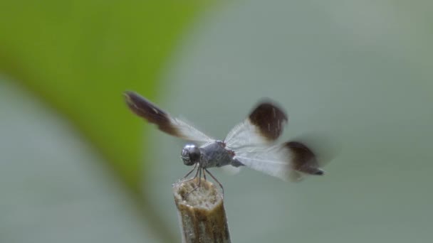 Adult Dragonfly Black Translucent Wings Landing Stem Close — Stockvideo