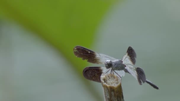 Dragonfly Σκαρφαλώνει Ένα Στέλεχος Copyspace Μαλακό Φόντο Εστίασης Κοντινό Πλάνο — Αρχείο Βίντεο