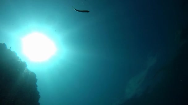 Simning Och Dykning Med Snorkel Redskap Skjuten Från Botten Havet — Stockvideo