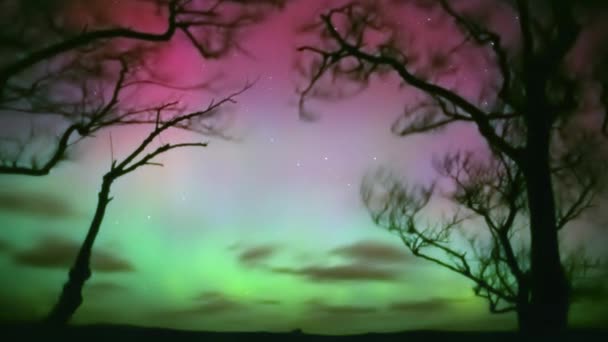 Colorful Northern Lights Seen Forest Zoom Ease — ストック動画