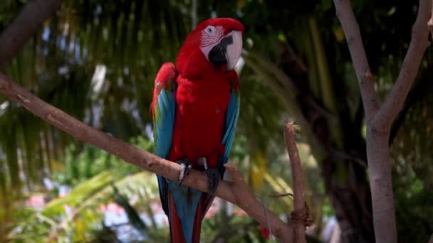 Bright Red Blue Parrot Tree Branch — Stockvideo