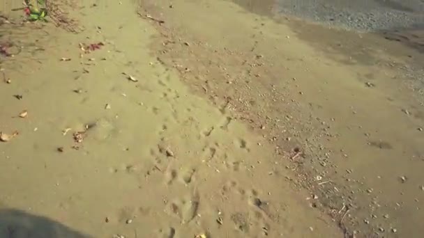 Aerial Shot Drone Crashing Bush Miraculously Recovering Continuing Fly Punta — Video Stock