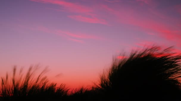 Timelapse Beach Grass Twilight Sky — Stock video