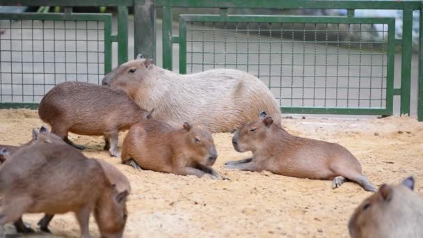 Group Capybara Zoo Thailand — Vídeos de Stock
