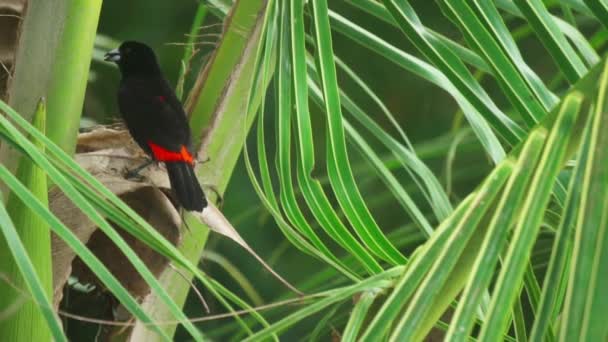 Passerini Tanager Bird Takes Flight Green Tropical Foliage Punta Banco — Stockvideo