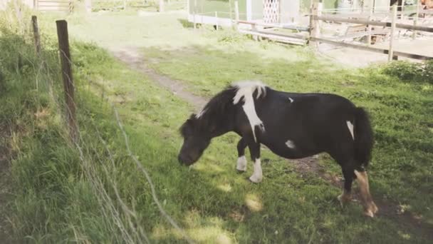 Small Pony Horse Grazing Meadows Sunny Afternoon September Pony Wiggles — Wideo stockowe