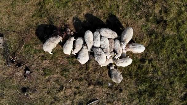 Aerial Still Shot Grazing Sheep Grasslands Low Altitude Flight — Vídeos de Stock