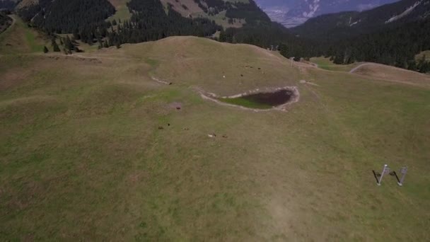 Flight Cows Water Point Mountain — Vídeo de Stock