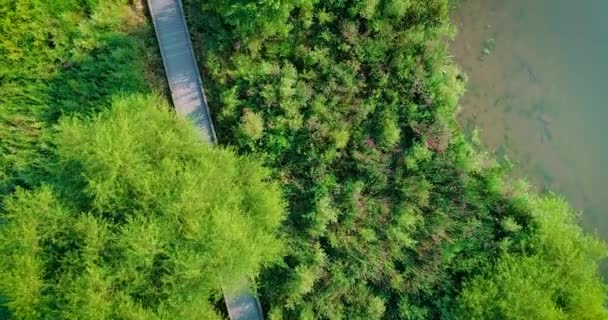 Aerial Footage Boardwalk Some Wetlands Surrounded River — Stockvideo