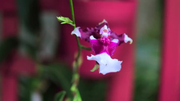 Паралакс Вистрілив Пурпурову Орхідею — стокове відео
