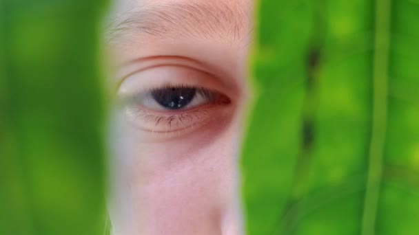 Macro Shot Blue Eyes Seeing Something Shocking While Peering Green — 图库视频影像