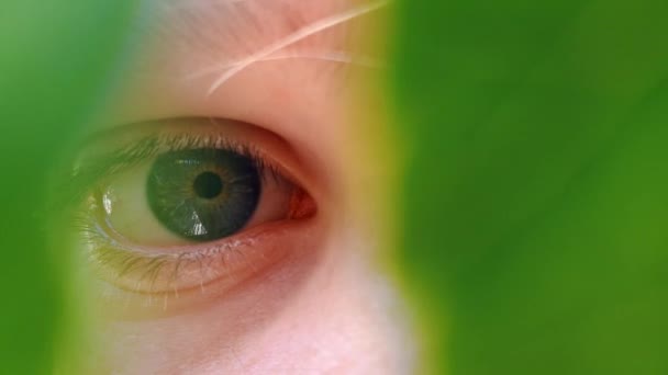 Вражаючі Блакитні Очі Переглядають Зелене Листя Крайньому Крупним Планом — стокове відео