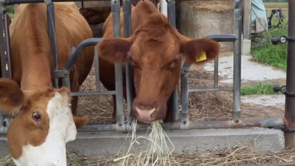 Κοντινό Πλάνο Σίτισης Αγελάδων Στην Αγροτική Περιοχή — Αρχείο Βίντεο