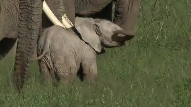 Африканский Слон Loxodonta Africana Крошечный Теленок Между Семьёй Кормящейся Высокой — стоковое видео