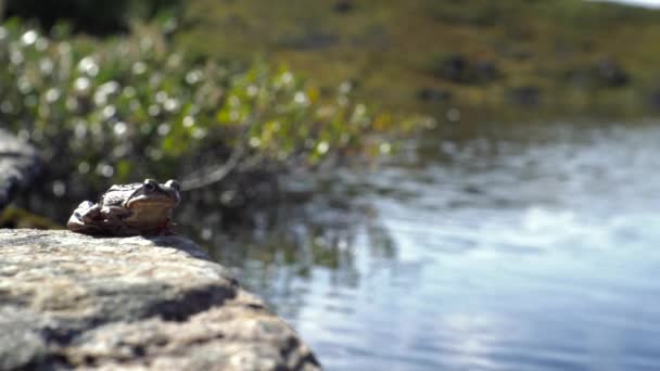 Frog Sitting Riverside Enjoying Sun Slow Motion Norway Europe — Stock Video