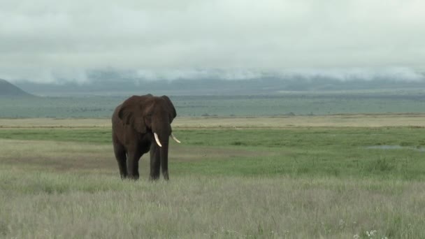 Afrikanischer Elefant Loxodonta Africana Großer Bulle Stoßzahn Schlendert Durch Das — Stockvideo