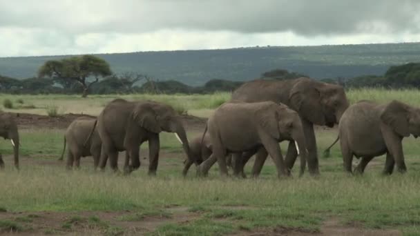 Afrikanische Elefantenfamilie Loxodonta Africana Mit Winzigen Kälbern Die Durch Das — Stockvideo