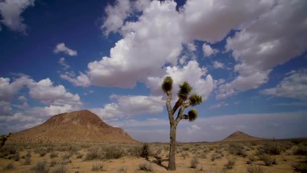 Storm Clouds Forming Joshua Tree California Mojave Desert Timelapse — Stock video