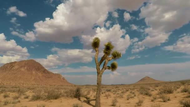 Storm Clouds Rolling Darkening Joshua Tree Mojave Desert — Stockvideo