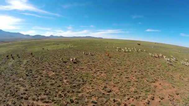 Γραφικό Υλικό Από Karoo Sheep Farm — Αρχείο Βίντεο