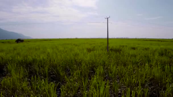 Drone Flighting Sugar Cane Field — Stockvideo