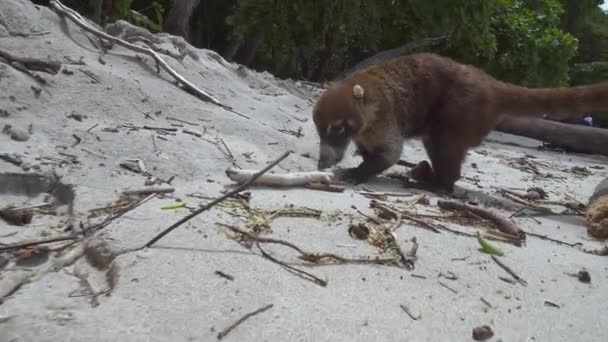 Coati Raccoon Hunting Food Manuel Antonio National Park Costa Rica — Vídeo de Stock