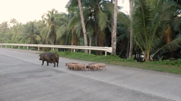 Slow Motion Shot Mother Pig Piglets Crossing Palm Tree Lined — Stok video