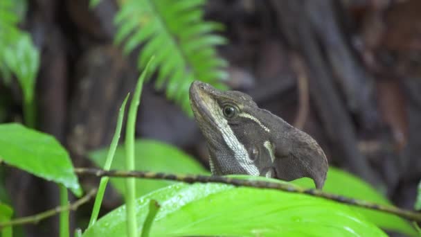 Common Basilisk Jesus Christ Lizard Turning Its Head Jungle Close — Vídeo de stock