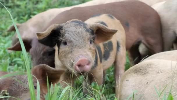 Slow Motion Close Shot Piglets Standing Grass Siargao Philippines — Stockvideo