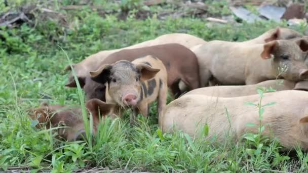 Slow Motion Shot Piglets Roaming Siargao Philippines — Stockvideo