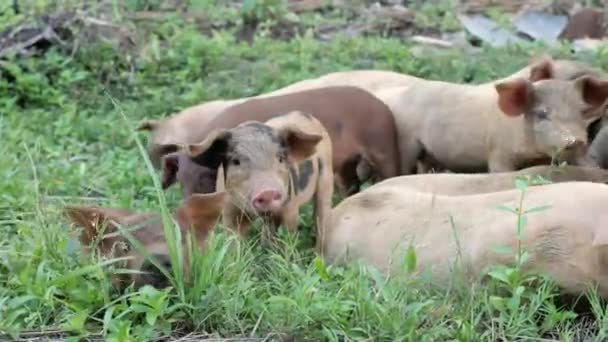 Piglets Roaming Siargao Philippines — Stockvideo