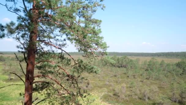 Small Pines Growing Raised Bog — Stockvideo